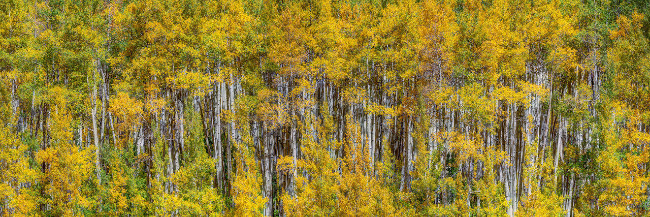Aspen in Autumn Panorama