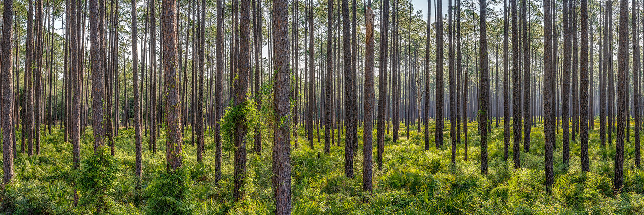 Osceola Panorama