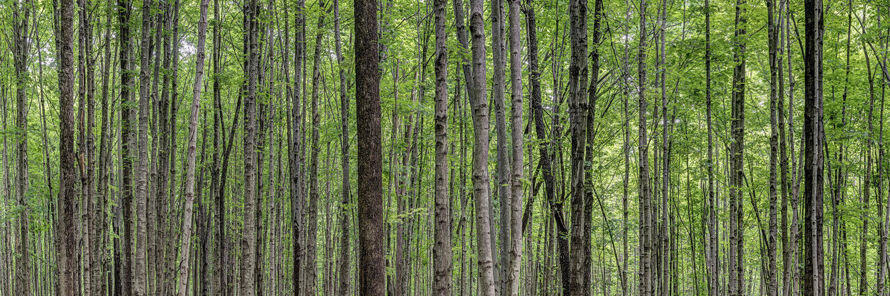 Hardwood Panorama 2