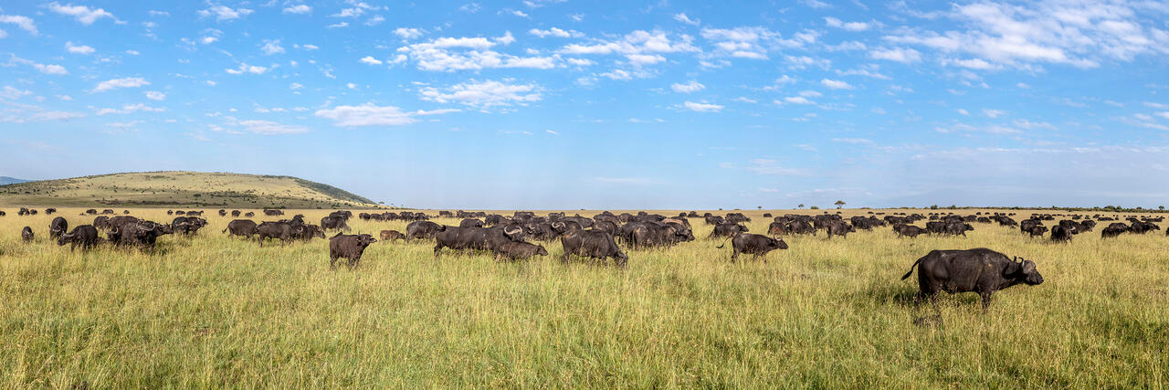 Cape Buffalo Herd