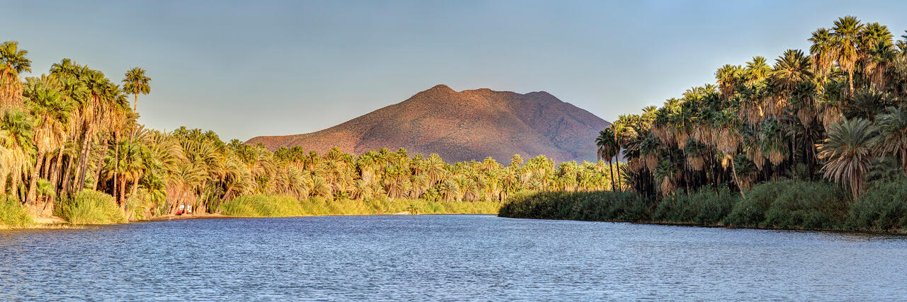 Literal Oasis