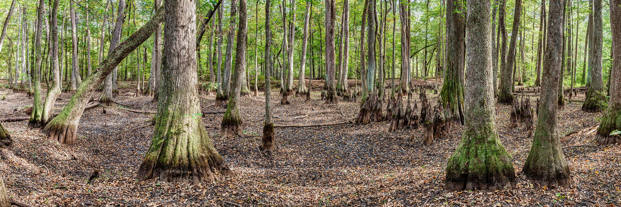 Cypress Swamp Panorama