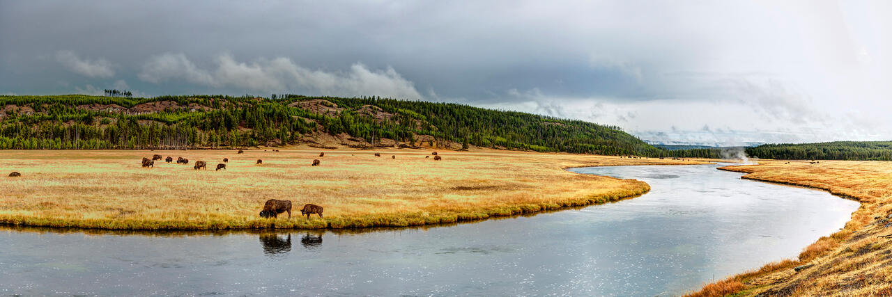 Bison at Firehole River