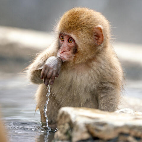 Hot Springs Macaque
