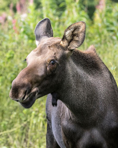 Aren't I pretty?