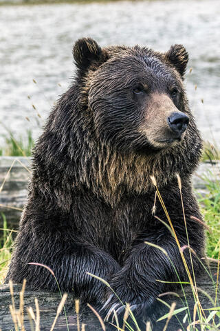 Regal Grizzly