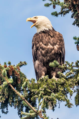 Screeching Eagle