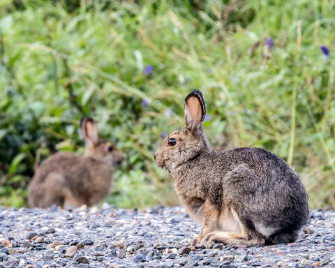 Summertime Showshoe Hares