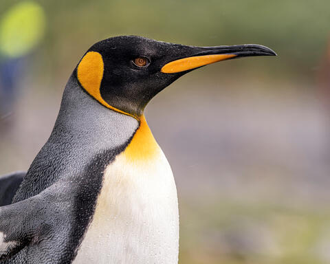 King Penguin