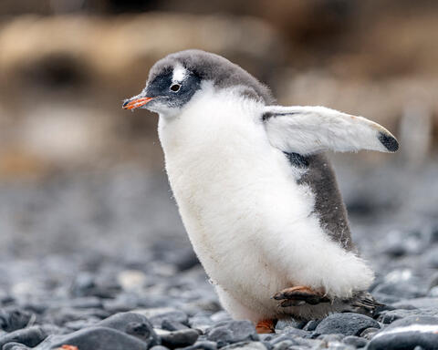 Learning to Waddle