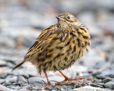 South Georgia Pipit