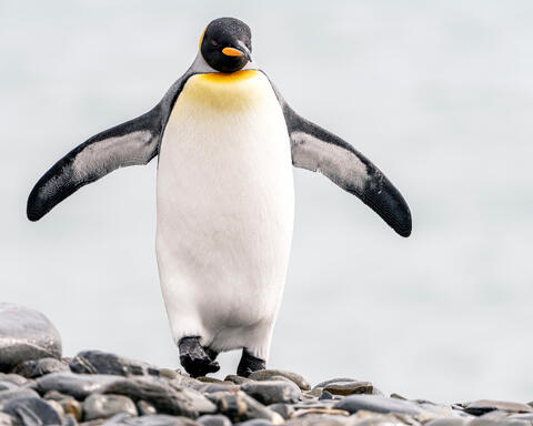 Walk Like A King
