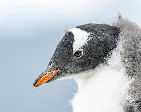 Young Gentoo