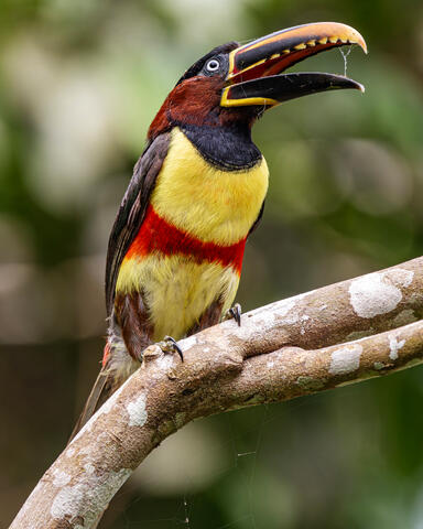 Chestnut-Eared Aracari
