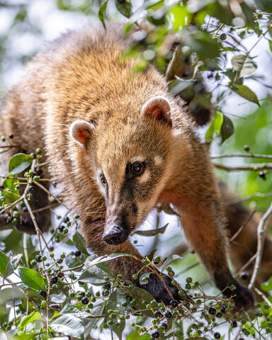 Cute Coati