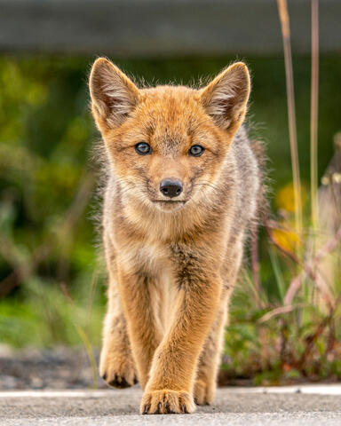 Cutest Fox Portrait