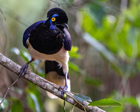 South America, travel, Brazil, Argentina, Iguazu, Iguacu, Iguassu, Iguazu Falls,  nature, animal, wildlife, bird, jay, plush crested jay
