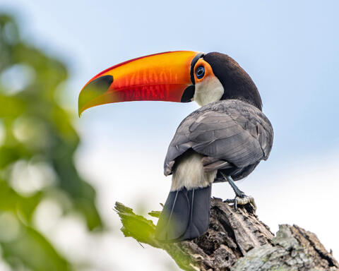 Toco Toucan