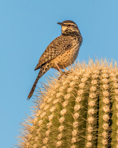Cactus Wren