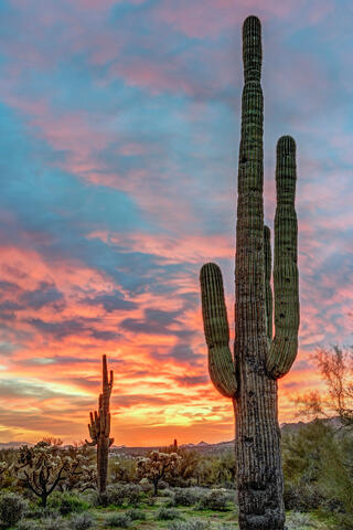 Desert Sunset