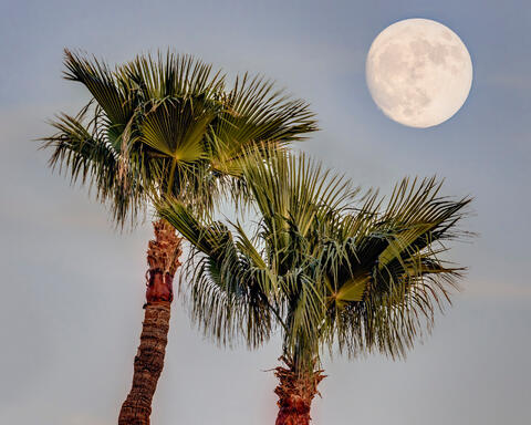 USA, America, Arizona, nature, landscape, HDR, tree, palm, palm tree, moon, sky, night, evening, green, blue, Fountain Hills, beach, trees
