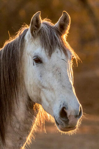 Striking a Pose at Sunset