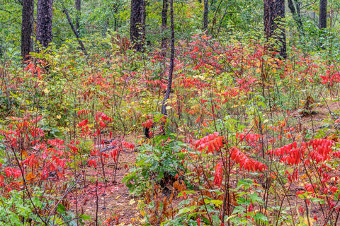 Arkansas