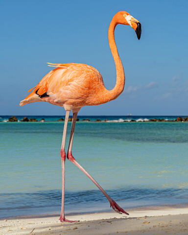A Walk on the Beach