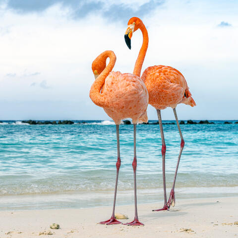 Flamingos