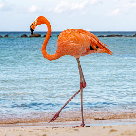 Pink Flamingo