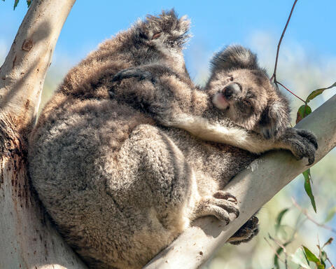 Baby and Mama Koala