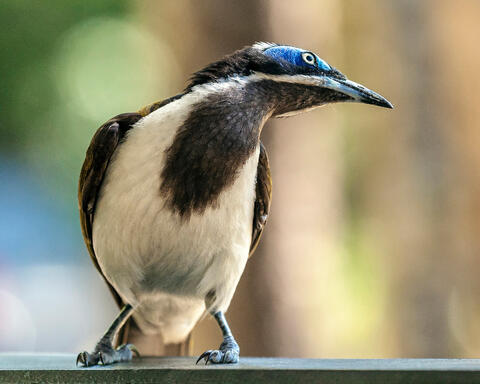 Blue-Faced Honeyeater