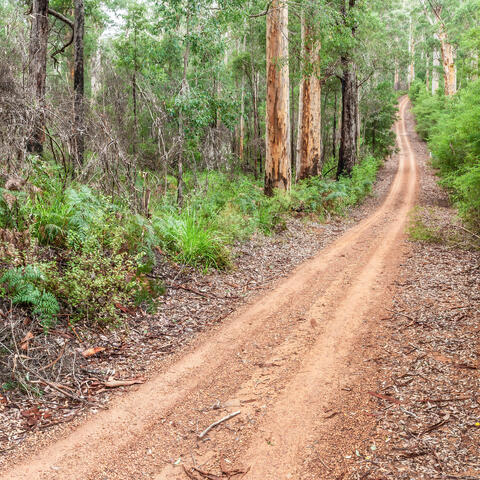 Forest Road in Southwest Australia