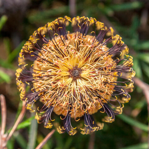 Silver Banksia