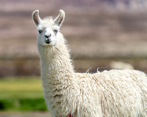 Curious Llama