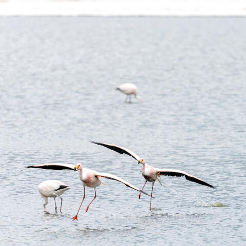 Landing Together