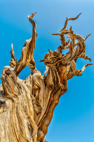 Ancient Bristlecone Pine