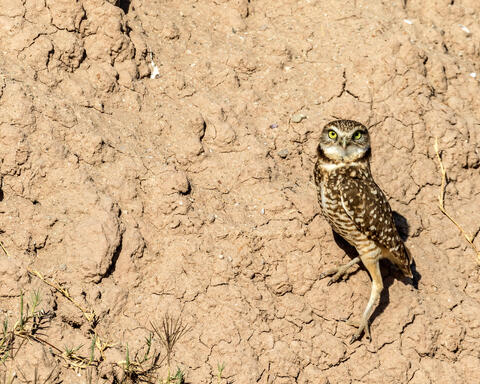 Burrowing Owl