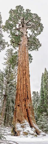 General Grant Tree