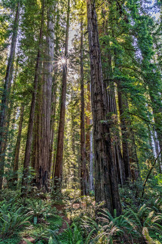 Redwoods Sunstar