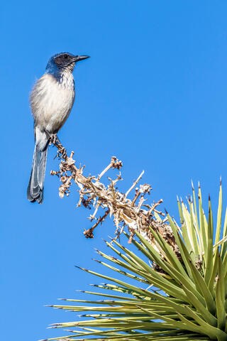 Western Scrub Jay