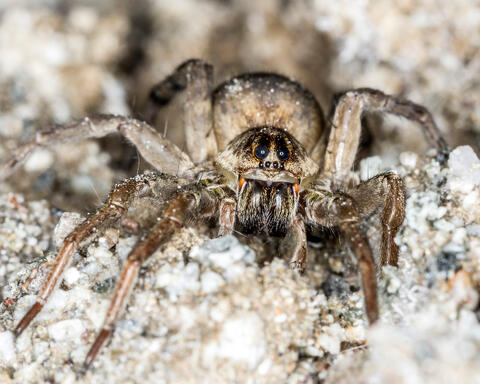 Wolf Spider on Salt