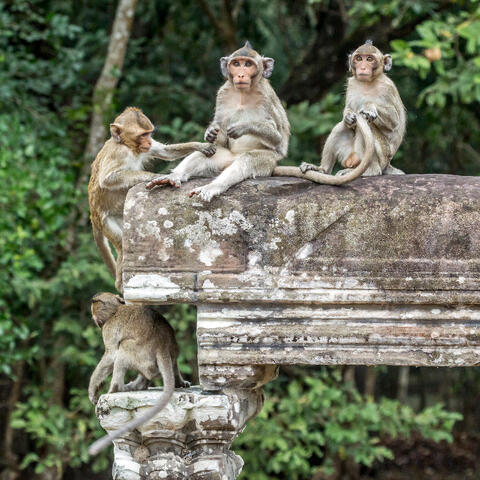 Long-tailed macaques at Angkor Wat