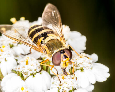 A Fly in Disguise