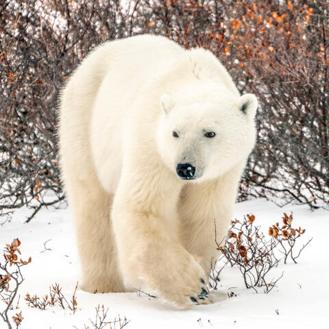 Absolute Unit