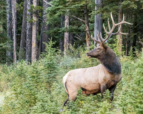 Canadian Elk