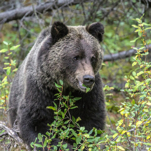 Canadian Grizzly