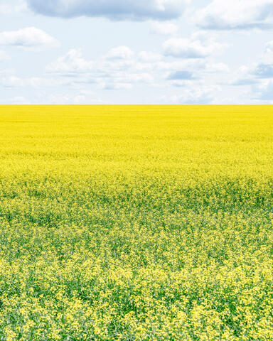 Canola Field Portrait