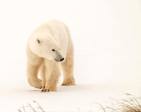 Fading into the Backlit Snow