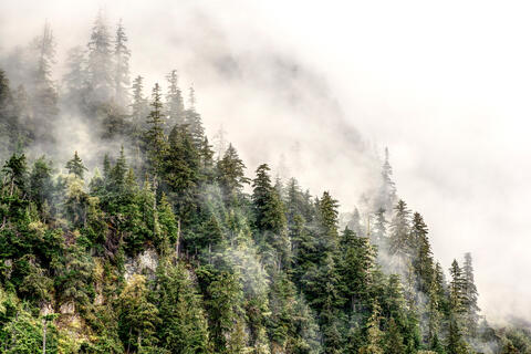 Fog, Mist, and Clouds